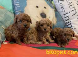 Toy Poodle Red Brown Ve Her Renk Yavrularımız Mevcuttur 3