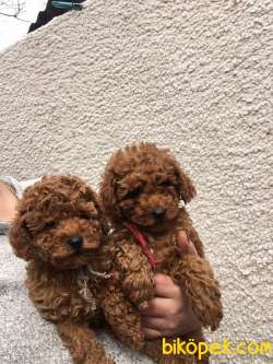 Toy Poodle Red Brown Yavrular 2