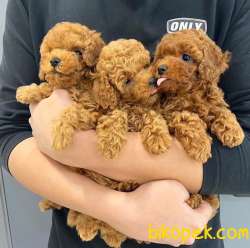 Toy Poodle Red Brown Yavrular 1