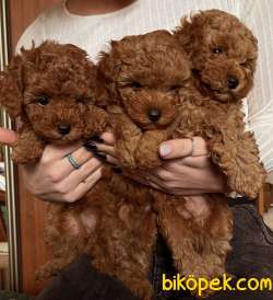 Toy Poodle Red Brown Yavrular 3