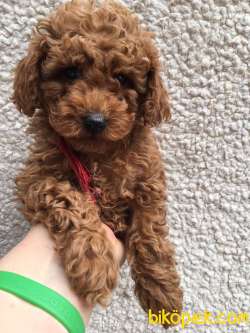 Toy Poodle Red Brown Yavrular 4