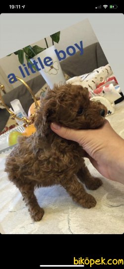 Toy Poodle Red Brown Yavrular En Küçük Boy 3
