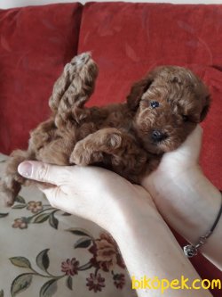 Toy Poodle Red Brown Yavrular En Küçük Boy 2