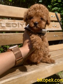 Toy Poodle Red Brown Yavrular Mini Boy 5