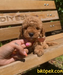 Toy Poodle Red Brown Yavrular Mini Boy 4