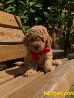 Toy Poodle Red Brown Yavrular Mini Boy 3