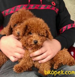 Toy Poodle Red Brown Yavrularımız 1