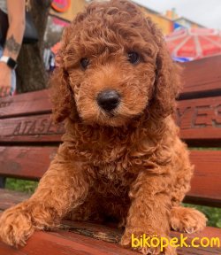 Toy Poodle Red Brown Yavrularımız 3