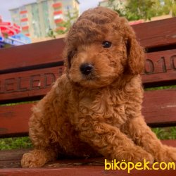 Toy Poodle Red Brown Yavrularımız 4