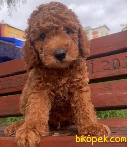 Toy Poodle Red Brown Yavrularımız 1