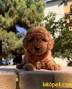 Toy Poodle Red Brown Yavrularımız 2