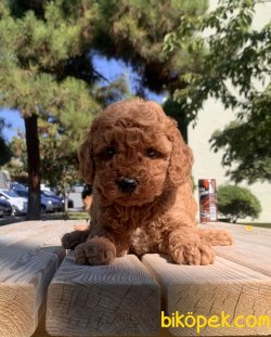 Toy Poodle Red Brown Yavrularımız 3