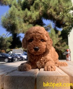 Toy Poodle Red Brown Yavrularımız 1