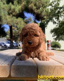 Toy Poodle Red Brown Yavrularımız 4