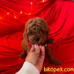 Toy Poodle Red Brown Yavrularımız 3