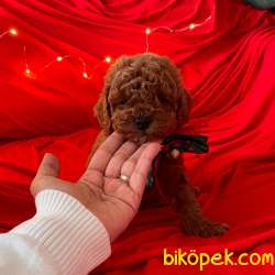 Toy Poodle Red Brown Yavrularımız 2