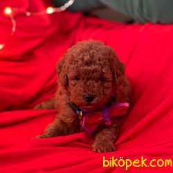 Toy Poodle Red Brown Yavrularımız 5
