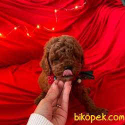 Toy Poodle Red Brown Yavrularımız 1