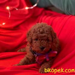 Toy Poodle Red Brown Yavrularımız 4