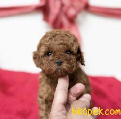 Toy Poodle Red Brown Yavrularımız 2
