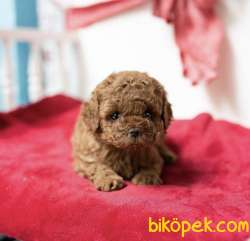 Toy Poodle Red Brown Yavrularımız 3