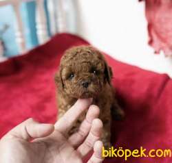 Toy Poodle Red Brown Yavrularımız 1