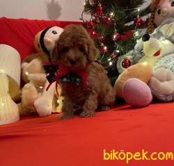 Toy Poodle Red Brown Yavrularımız 3