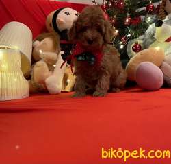 Toy Poodle Red Brown Yavrularımız 1