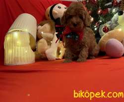 Toy Poodle Red Brown Yavrularımız 2