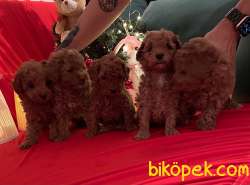 Toy Poodle Red Brown Yavrularımız 2