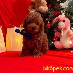 Toy Poodle Red Brown Yavrularımız 3