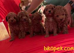 Toy Poodle Red Brown Yavrularımız 1
