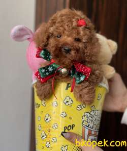 Toy Poodle Red Brown Yavrularımız 4