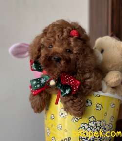 Toy Poodle Red Brown Yavrularımız 1