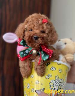 Toy Poodle Red Brown Yavrularımız 3