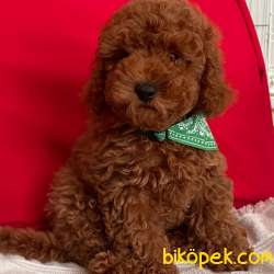 Toy Poodle Red Brown Yavrularımız 2