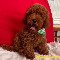 Toy Poodle Red Brown Yavrularımız 1