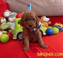 Toy Poodle Red Brown Yavrularımız 1