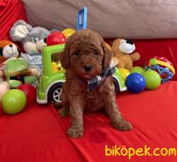 Toy Poodle Red Brown Yavrularımız 3