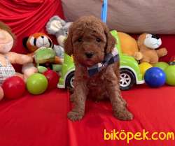 Toy Poodle Red Brown Yavrularımız 2