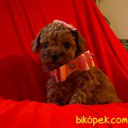 Toy Poodle Red Brown Yavrularımız 4