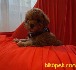 Toy Poodle Red Brown Yavrularımız 5