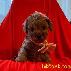 Toy Poodle Red Brown Yavrularımız 1