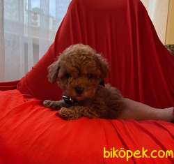 Toy Poodle Red Brown Yavrularımız 2