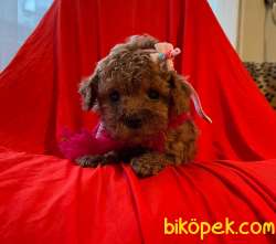 Toy Poodle Red Brown Yavrularımız 3