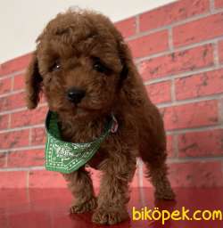Toy Poodle Red Brown Yavrularımız 3