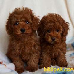 Toy Poodle Red Brown Yavrularımız 1