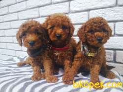 Toy Poodle Red Brown Yavrularımız 2