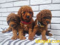 Toy Poodle Red Brown Yavrularımız 4