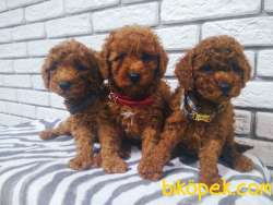 Toy Poodle Red Brown Yavrularımız 3